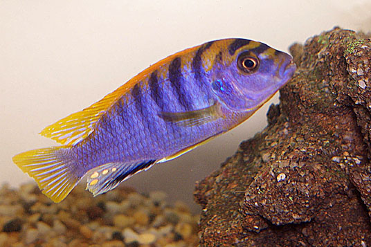 Labidochromis artgerecht halten